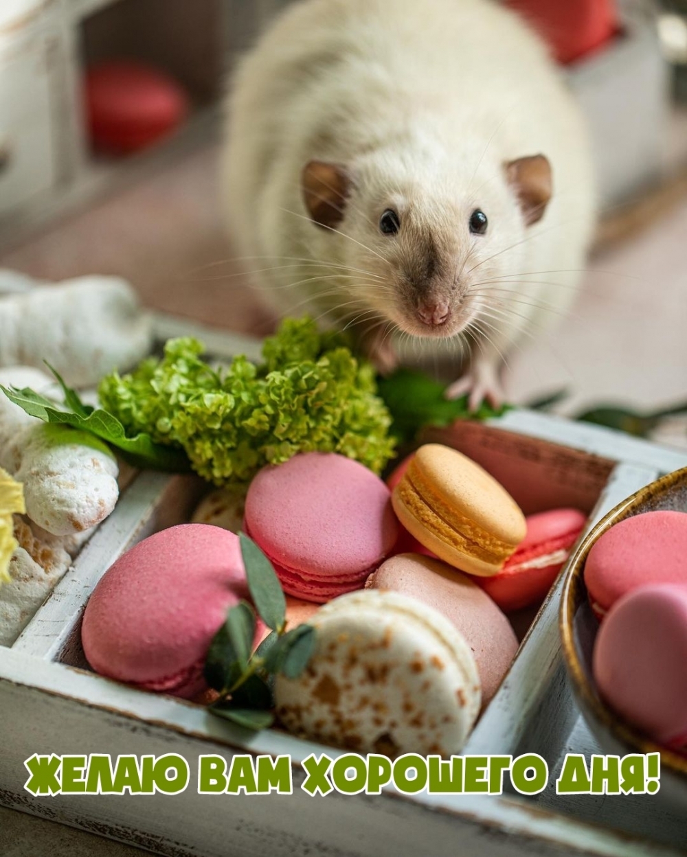 Желаю вам хорошего дня!
