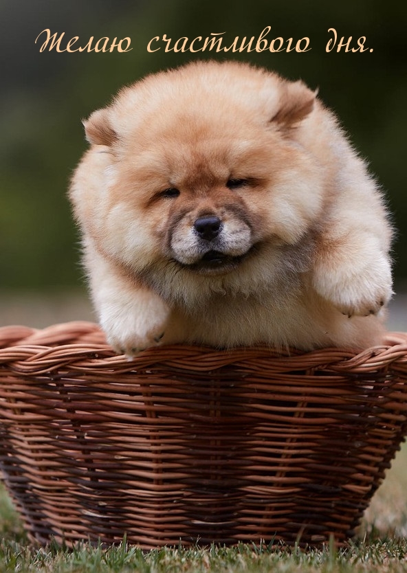 ����� ����������� ���.