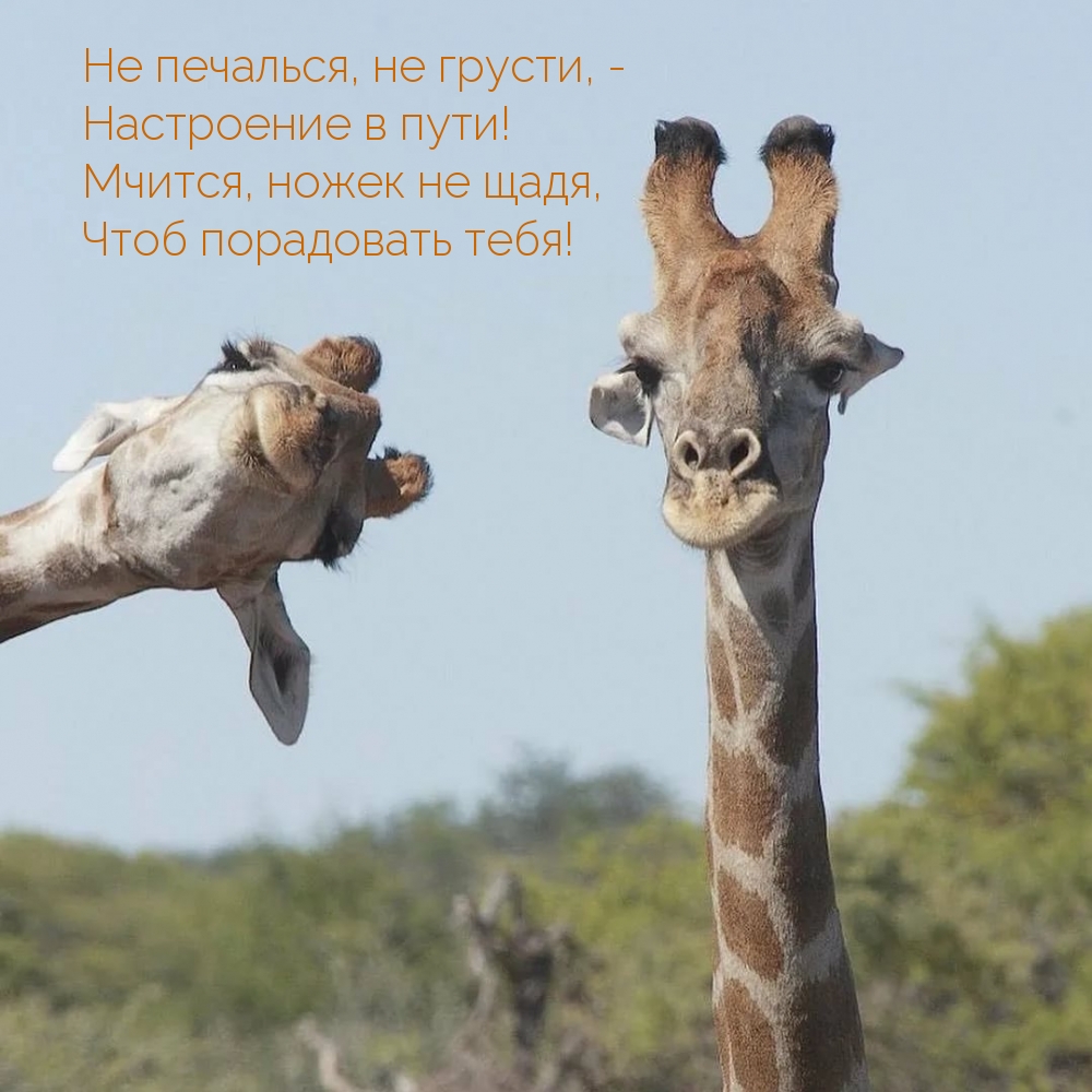 Не печалься, не грусти, настроение в пути!