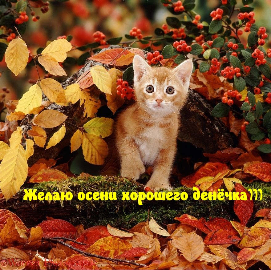    )))