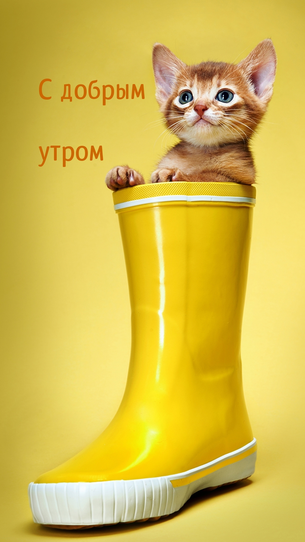 � ������ �����