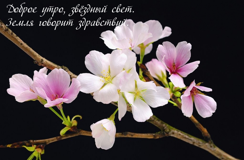 Открыть в полном размере Доброе утро, звёздный свет. Земля говорит здравствуй.