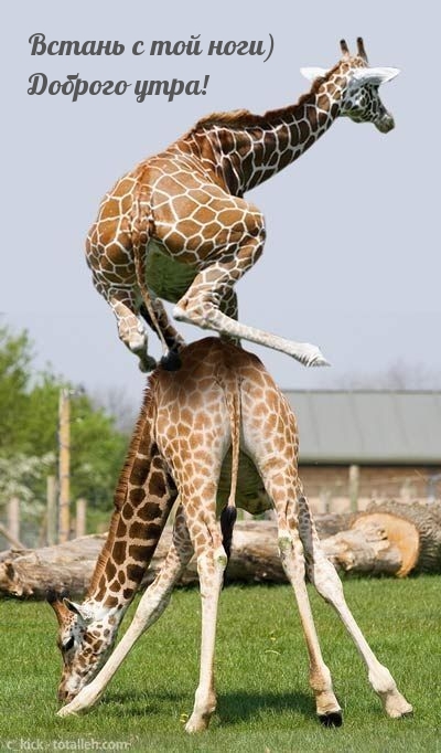 Встань с той ноги) Доброго утра! Встань с той ноги) Доброго утра!