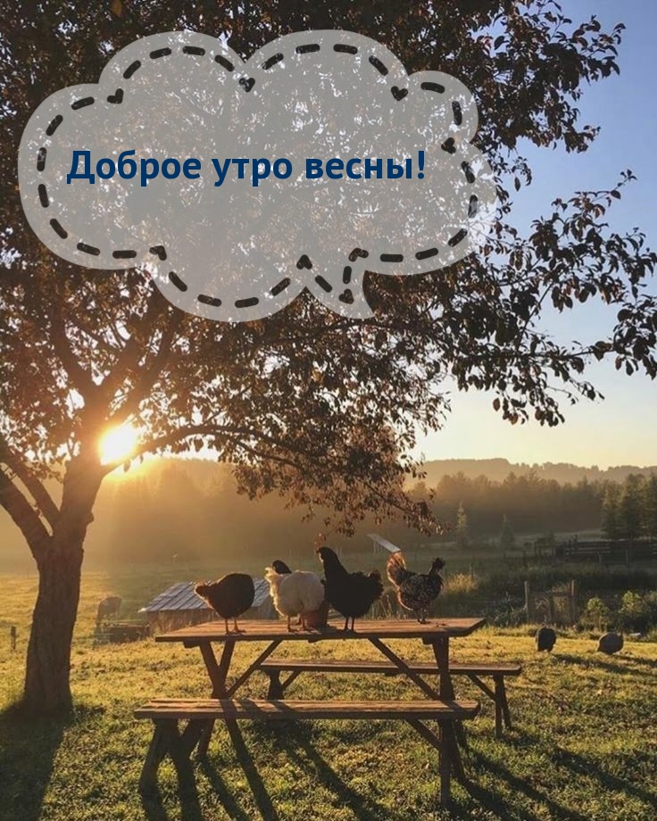 Доброе утро весны! Доброе утро весны!
