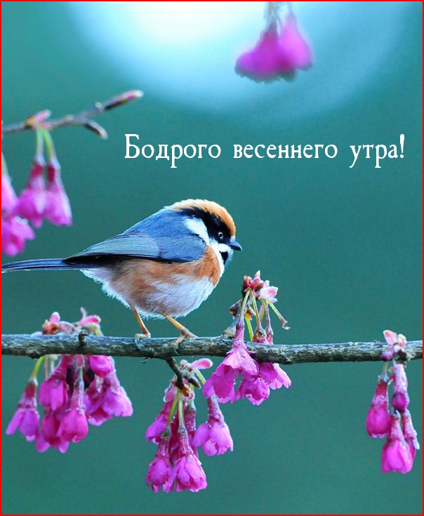 Бодрого весеннего утра! Бодрого весеннего утра!